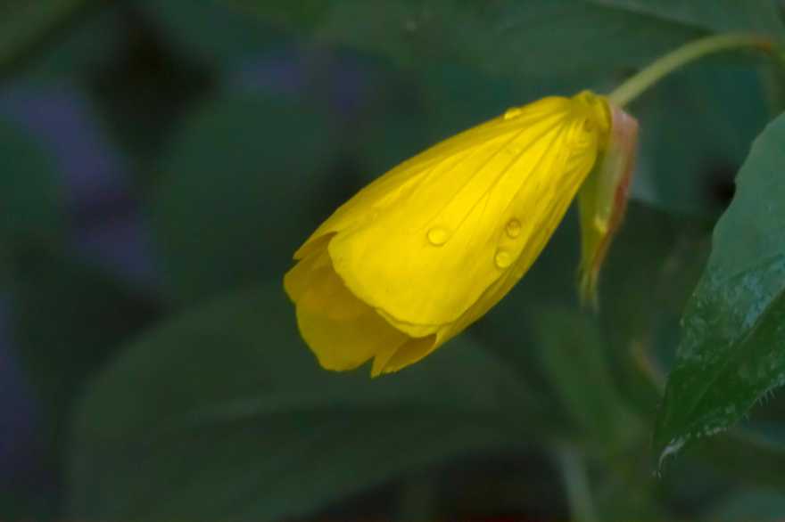 yellow-flower52